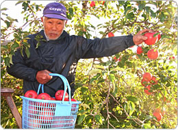 りんご収穫の最盛期は終日作業が続く