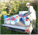 畑から収穫したりんごは軽トラックで運搬